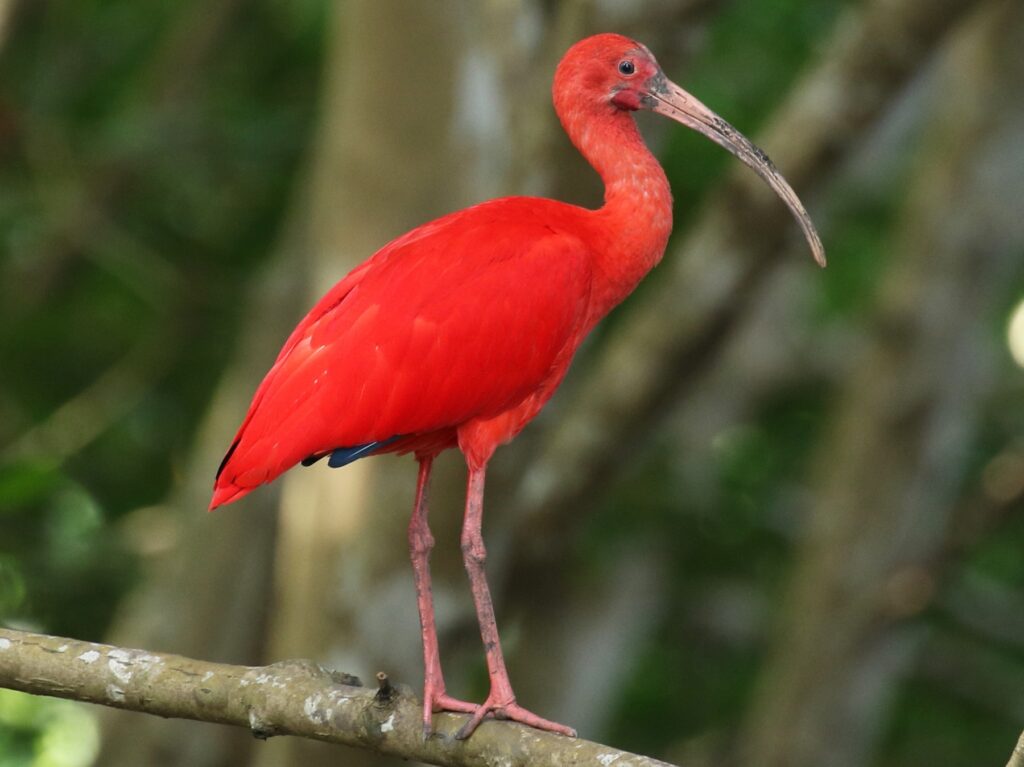  Scarlet Ibis - birdgenus.com