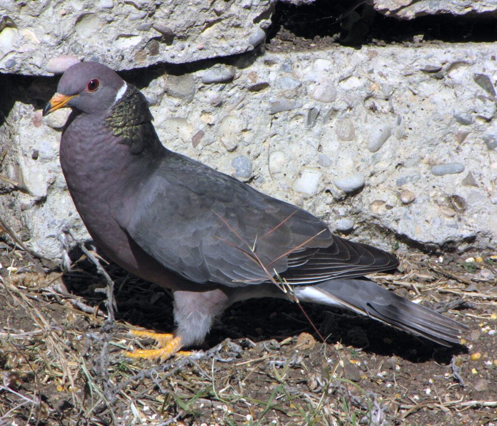 band tailed pigeon