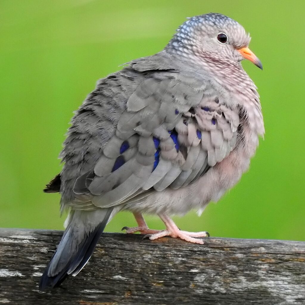 common ground dove