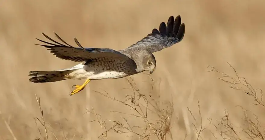 Aerial Acrobatics: Exploring the Incredible Flight Skills of Harriers
