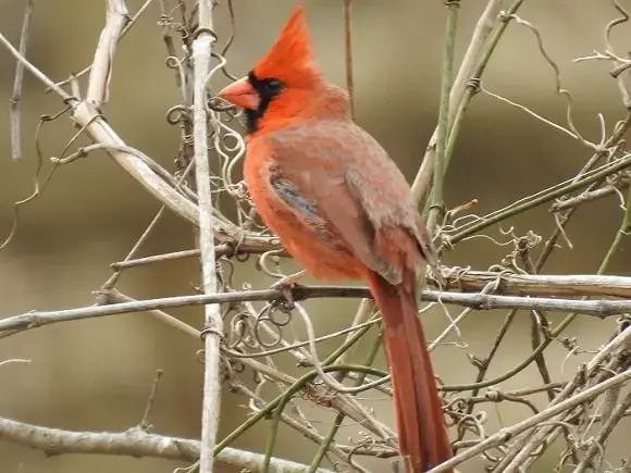 Winter Cardinal Migration
