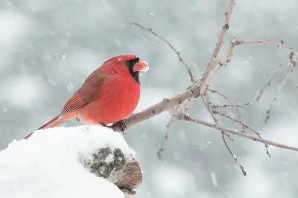 Cardinal Adaptations for Surviving the Cold