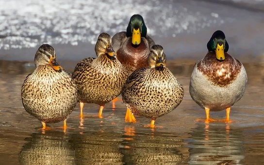The Science Behind Duck Emotions