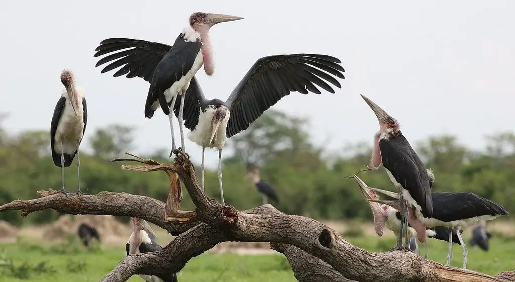breeding and reproduction of Marabou Stork