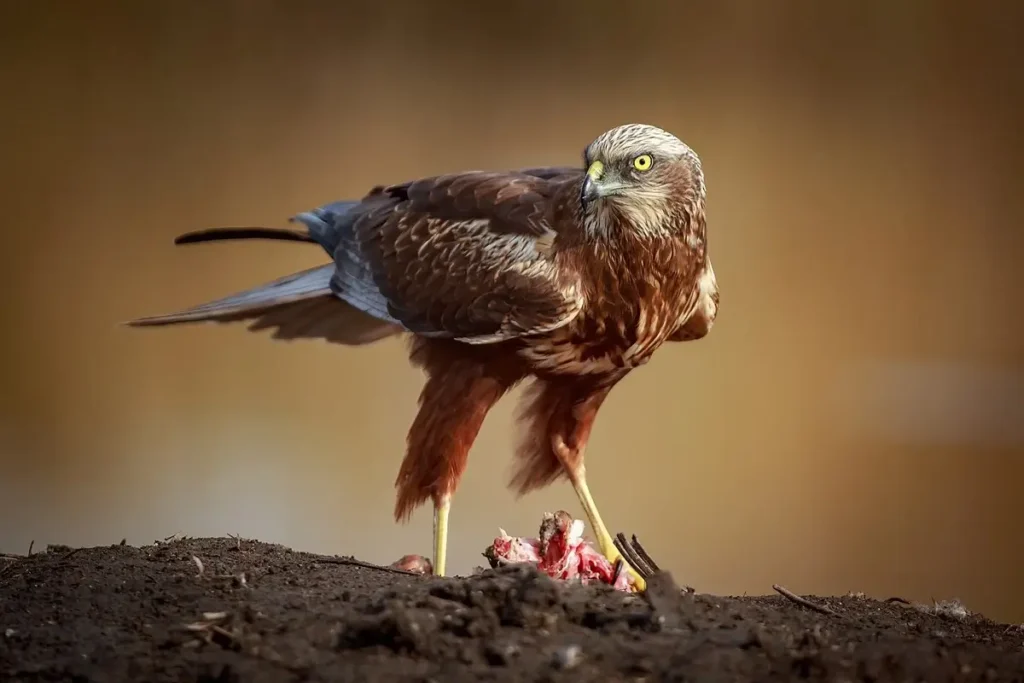 Adaptations for Prey Detection: The Fascinating Facial Disk of Harriers
