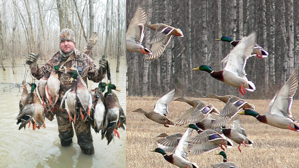 [2023] Duck Hunting in Arkansas Best Time and Month, Seasons, Best Place & Important Tips
