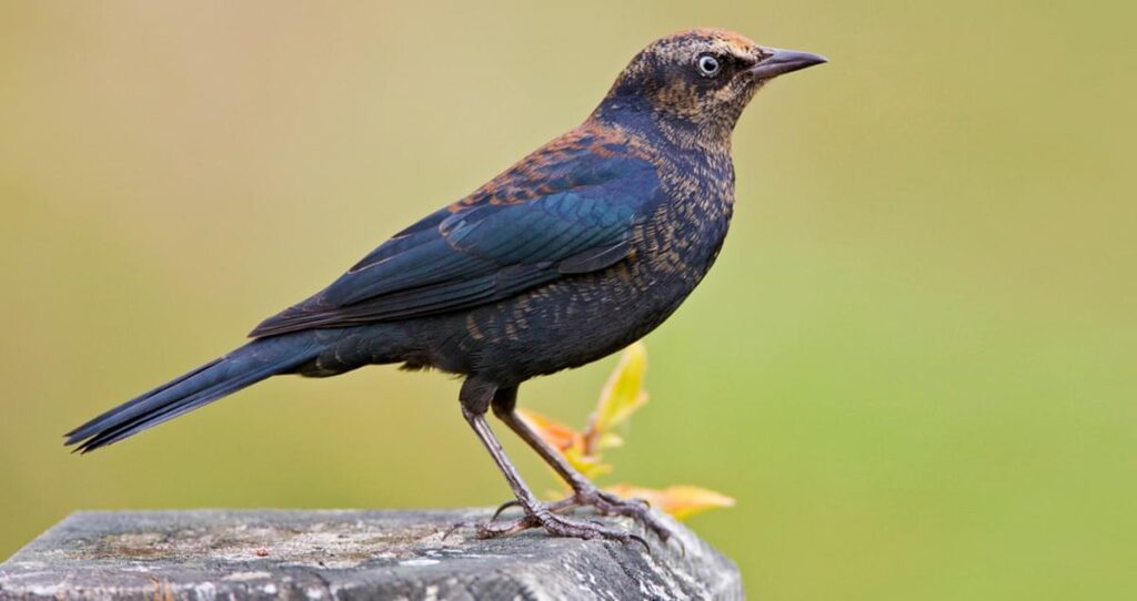 15 dark black birds in Florida