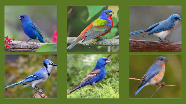 21 astounding beautiful blue birds in Florida