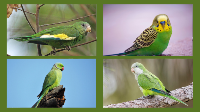 7 small beautiful green birds in Florida 