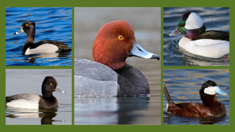 5 Small Diving Ducks in Michigan: A Guide to Watching These Fascinating Birds