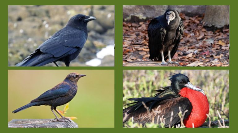 15 dark black birds in Florida