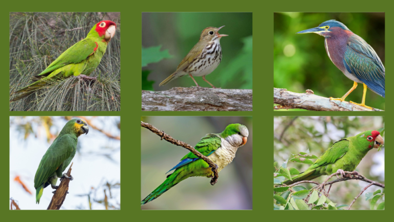 10 Most Amazing beautiful green birds in Florida