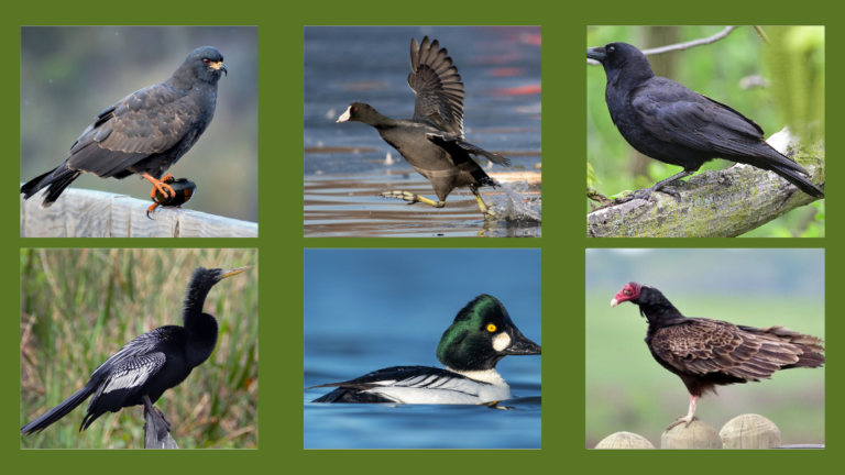 10 amazing large black birds in Florida