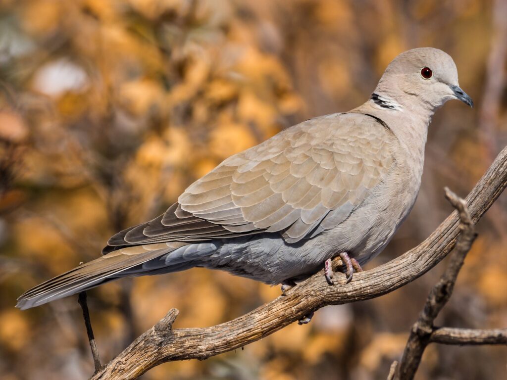 doves in Michigan