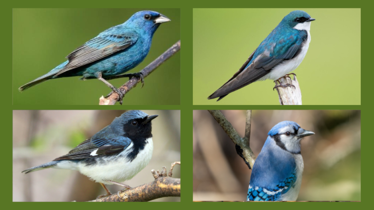 6 amazing small blue birds in Michigan