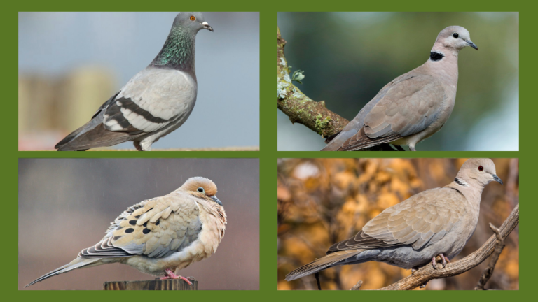 Amazing 4 doves in Michigan – (Photos, Identifying Guide)