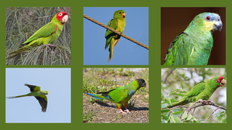 beautiful 6 bright green birds in florida