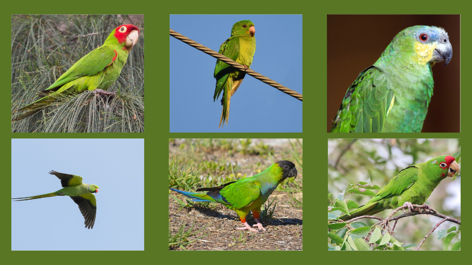 bright green birds in florida