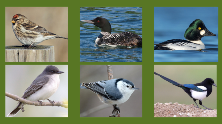 15 beautiful black and white birds in michigan