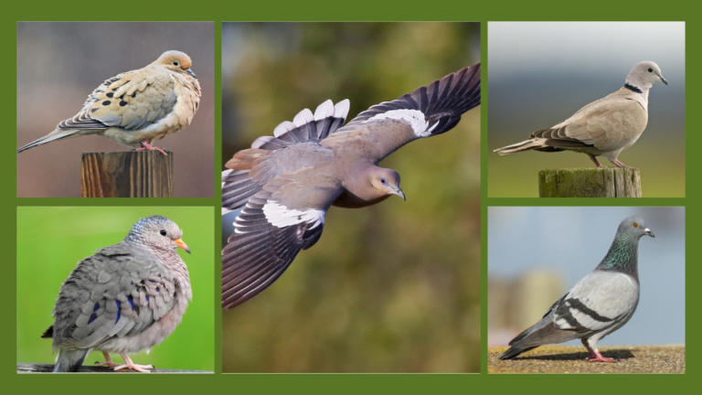 amazing 4 types of doves in illinois