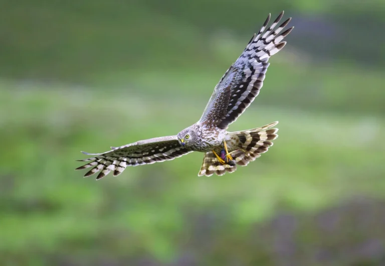 Why Harriers Are One of the Most Fascinating Birds