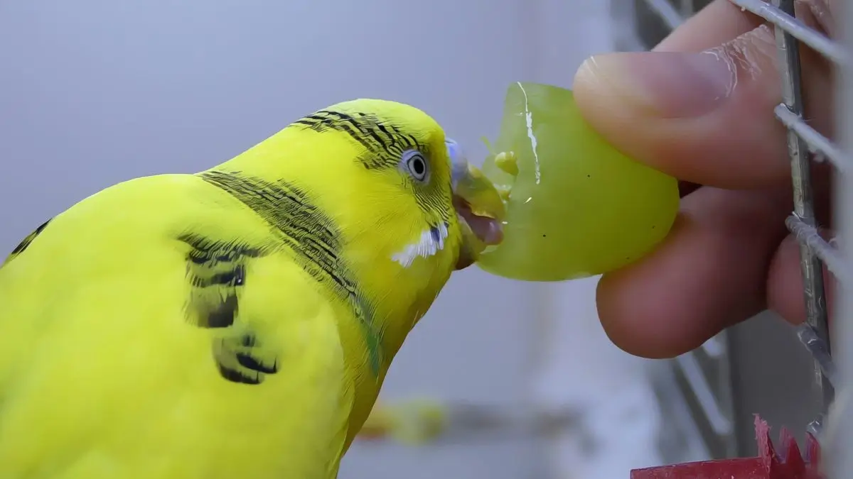 Can Parakeets Eat Raisins? What You Need to Know