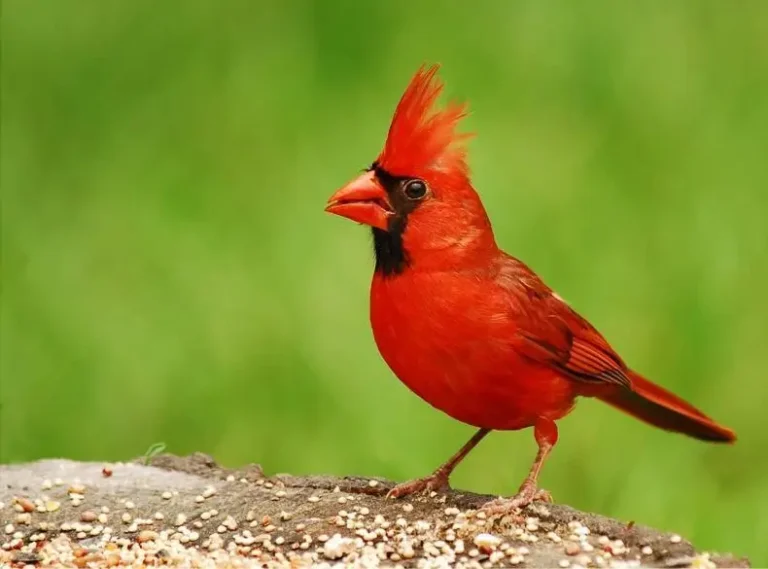 The Story of Northern Cardinal – West Virginia State Bird