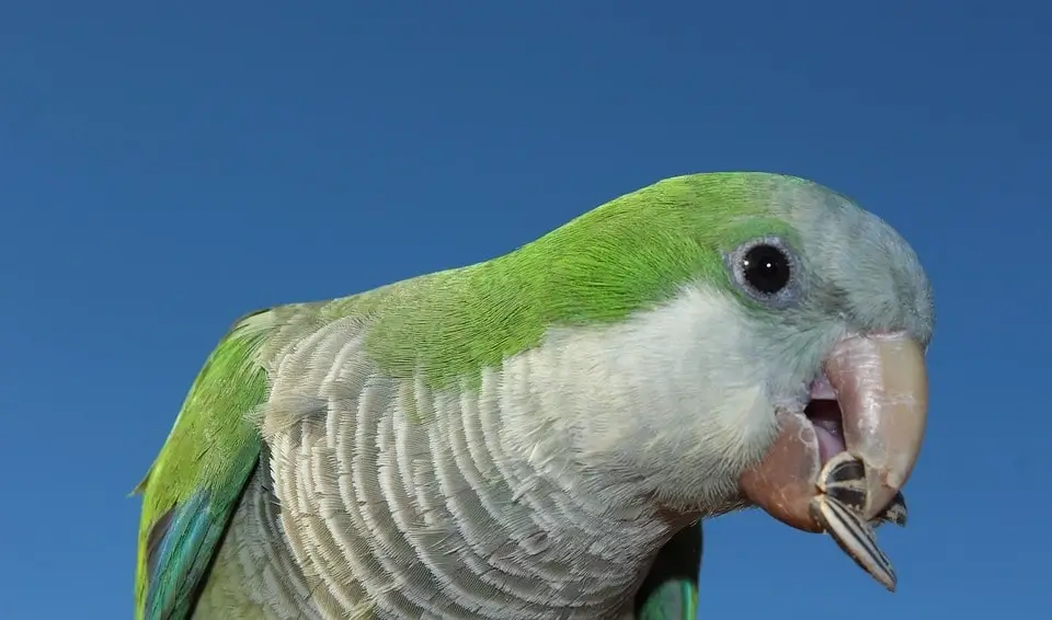 Can Parakeets Eat Sunflower Seeds? What You Need To Know