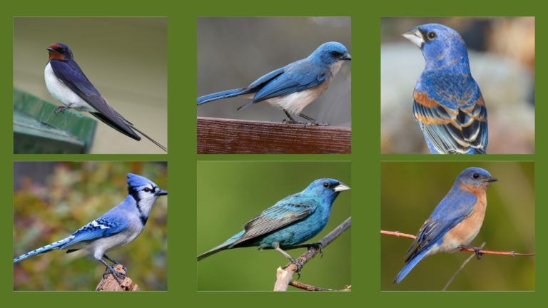 amazing 8 blue birds in va (virginia)