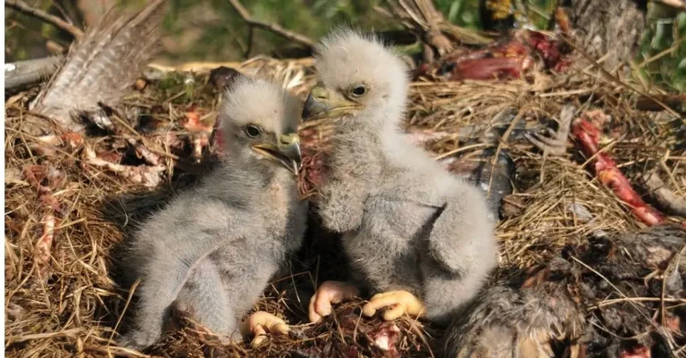 What Are Baby Eagles Called