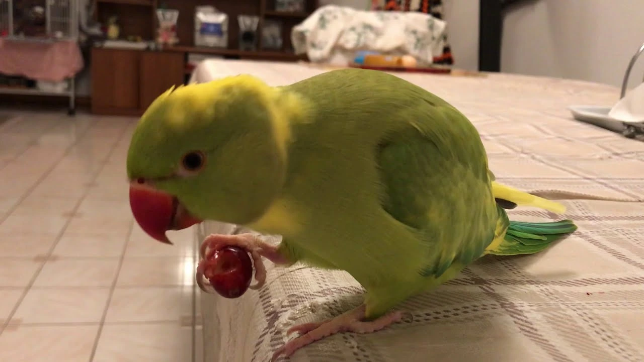can parrots eat cranberries