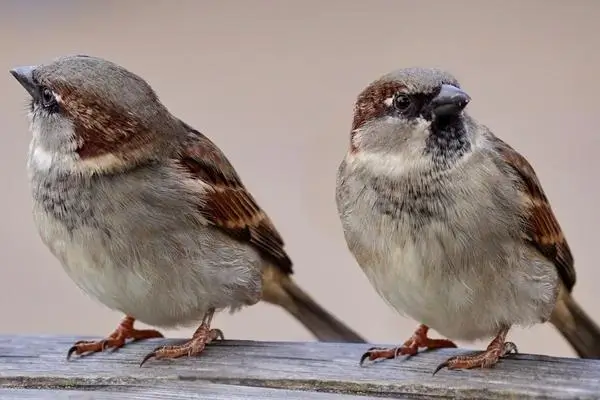 The Strange and Wonderful World of Bird Beaks - Chipper Birds