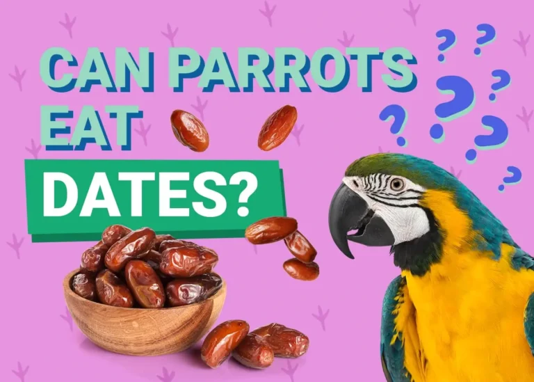 Can Parrots Eat Dried Dates