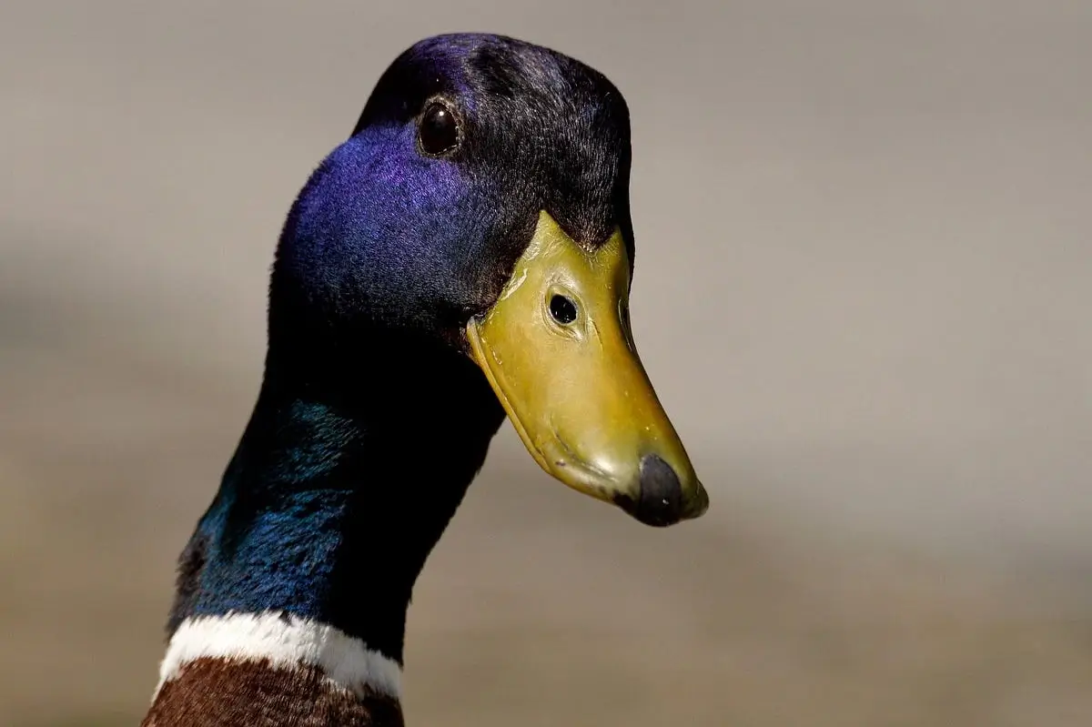 Can Ducks Cry? Understanding Duck Emotions