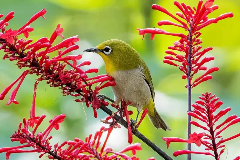 Birds in Hawaii: Everything Birdwatchers & Tourists Must Know