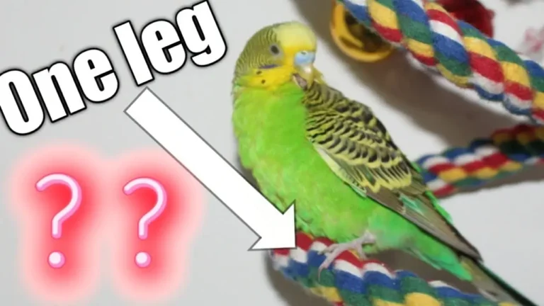 Why Do Parrots Stand On One Leg