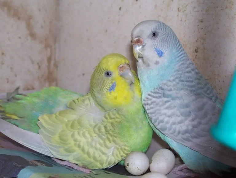 Can You Eat Parakeet Eggs