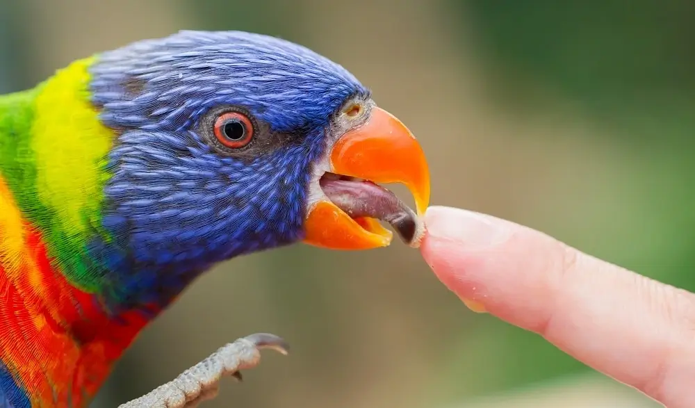 Parrot Tongue: What You Need To Know (With Pictures