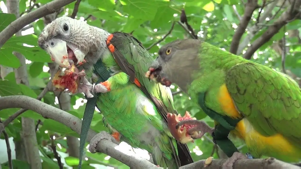 Can Parrots Eat Figs? Are Figs Healthy for Birds